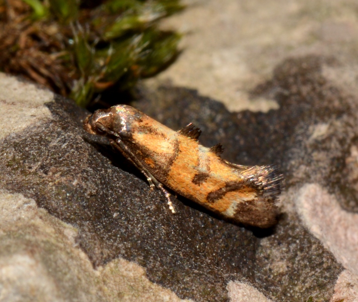 Epermenia (Epermenia) pontificella